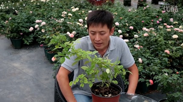 月季缺鎂有哪些癥狀，怎么補(bǔ)？