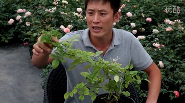 月季缺鎂有哪些癥狀，怎么補(bǔ)？