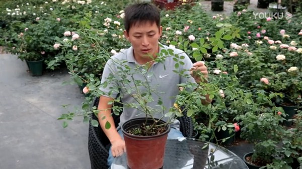 月季缺鈣有哪些癥狀，怎么補(bǔ)鈣？
