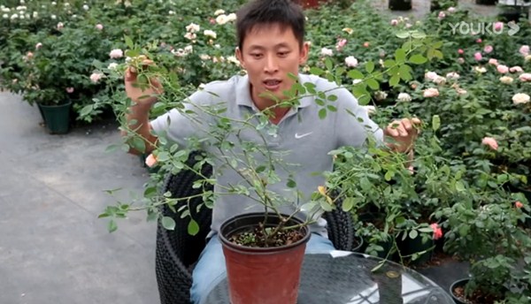 月季缺鈣有哪些癥狀，怎么補(bǔ)鈣？