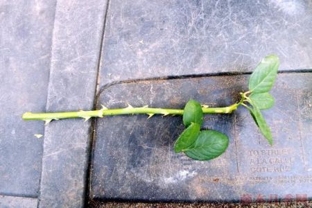 月季嫁接苗好還是扦插苗好？