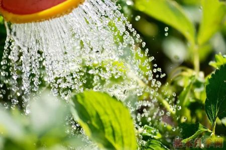 淘米水、茶葉水、牛奶可以用來澆花嗎？