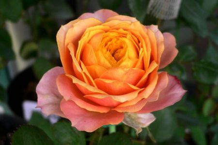 芒果浪漫月季耐熱嗎？開花多嗎？