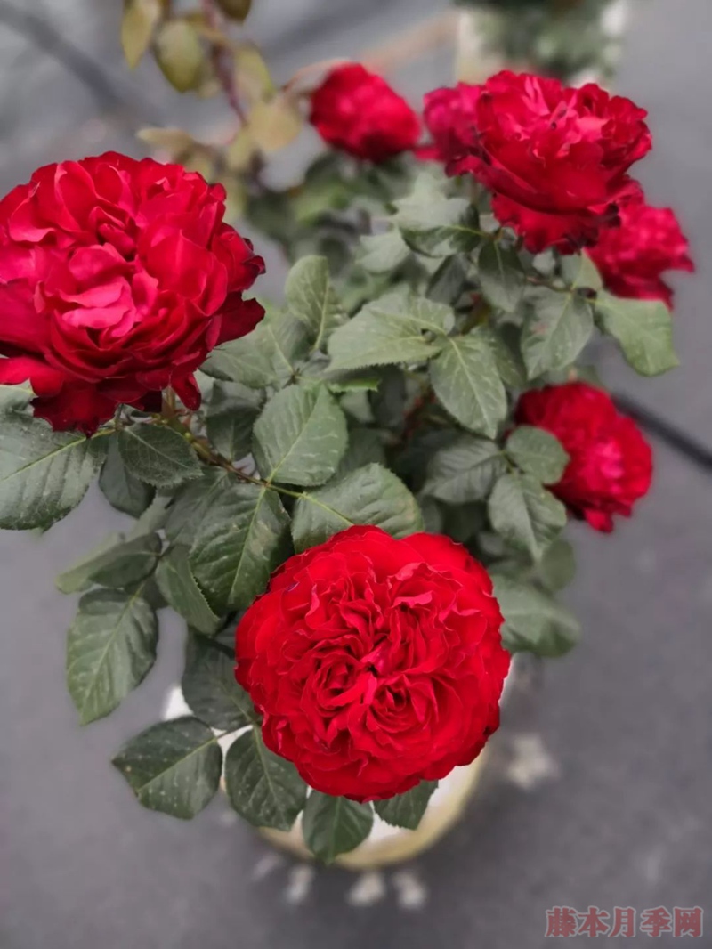 茶花女 茶花女