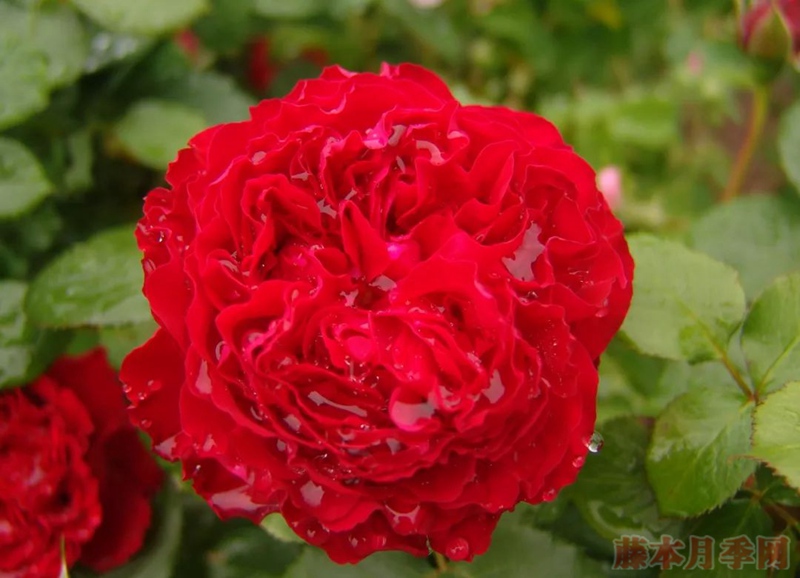 茶花女 茶花女