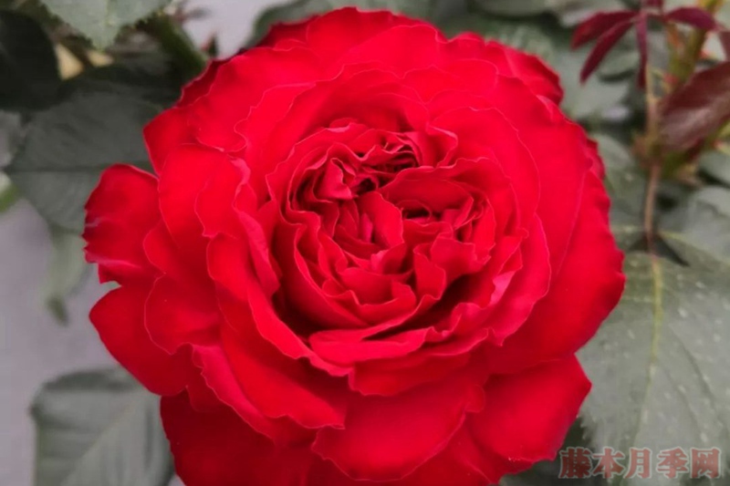 茶花女 茶花女