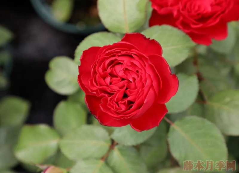 茶花女 茶花女