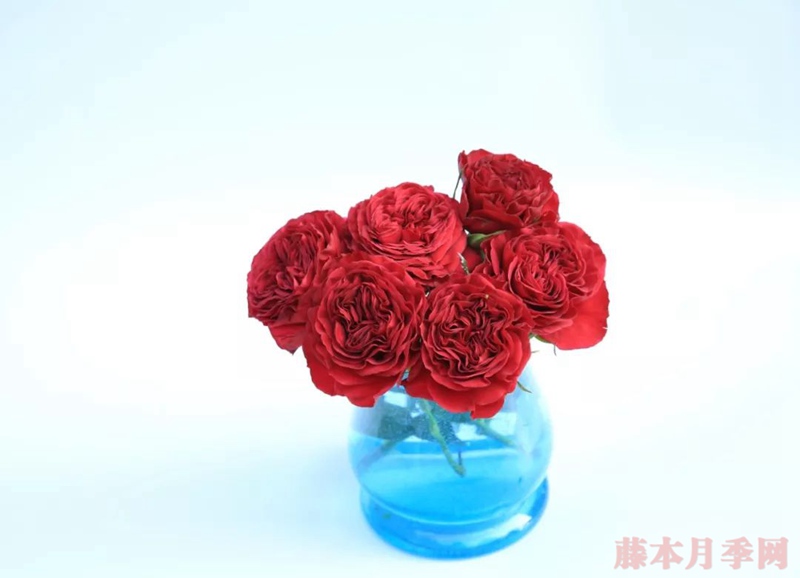 紅色蕾絲 紅色蕾絲
