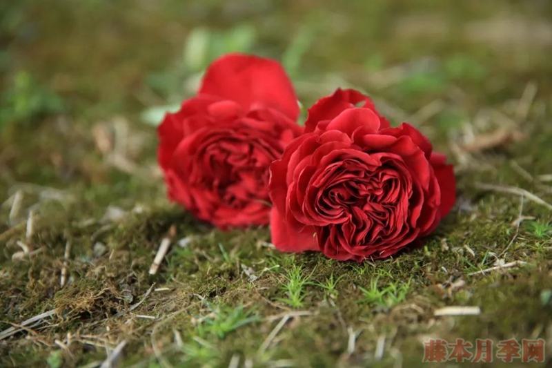 紅色蕾絲 紅色蕾絲