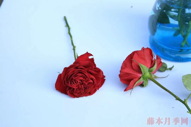 紅色蕾絲 紅色蕾絲