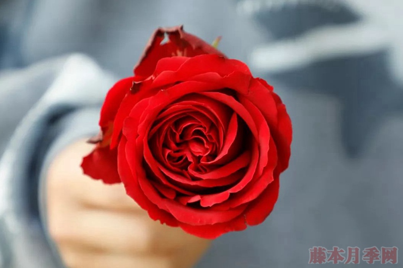 紅色優(yōu)雅 紅色優(yōu)雅