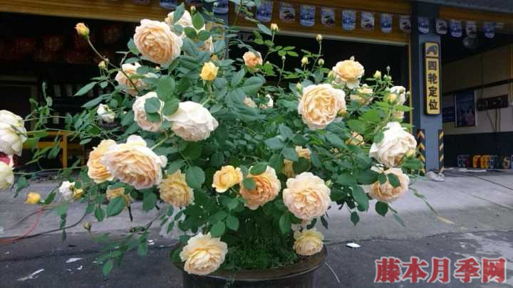 地被月季有哪些品種，有什么特點(diǎn)