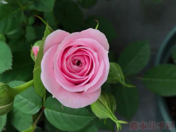 火烈鳥(niǎo)寶石Flamingo Jewel