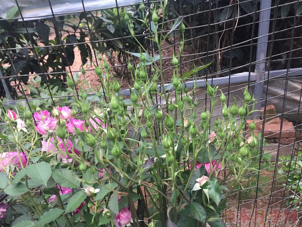 月季不開花光長枝，是怎么回事？