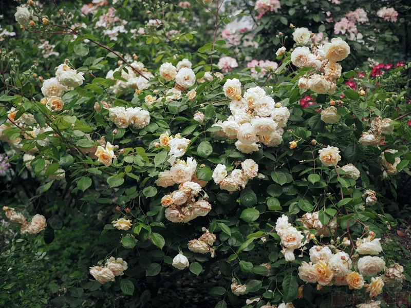 月季黑斑、紅蜘蛛、白粉病的日常防治技巧