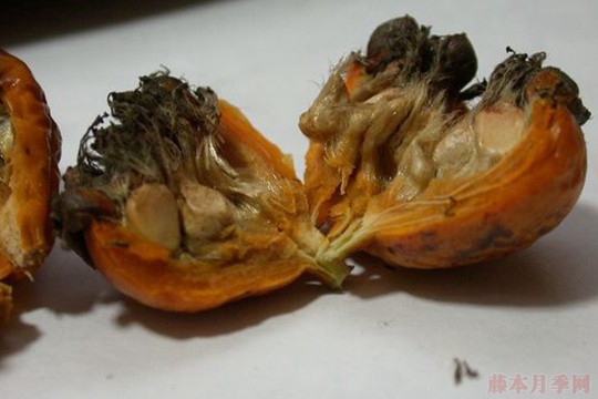 月季播種繁殖操作步驟，以及播種繁殖的特點(diǎn)