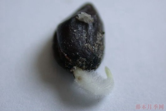 月季播種繁殖操作步驟，以及播種繁殖的特點(diǎn)