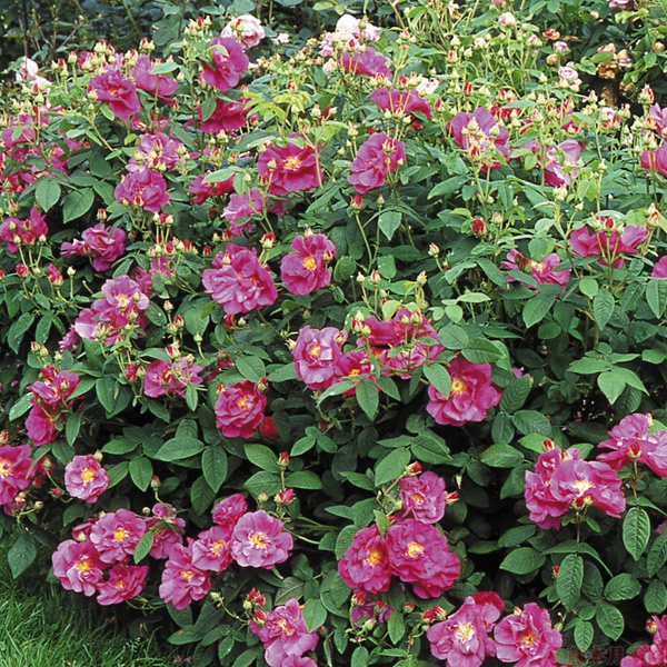 玫瑰、月季、薔薇的復(fù)花性有什么不同？
