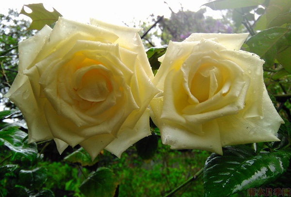 玫瑰、月季、薔薇的復(fù)花性有什么不同？