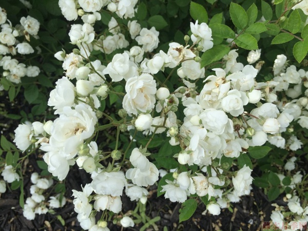 玫瑰、月季、薔薇的復(fù)花性有什么不同？
