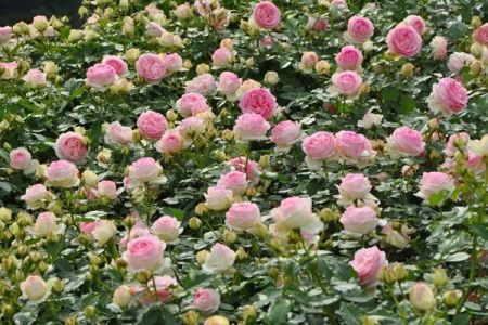 月季不開花光長枝，是怎么回事？