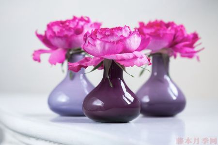 一大波美圖賞析！Romantica系列月季品種藝術(shù)照