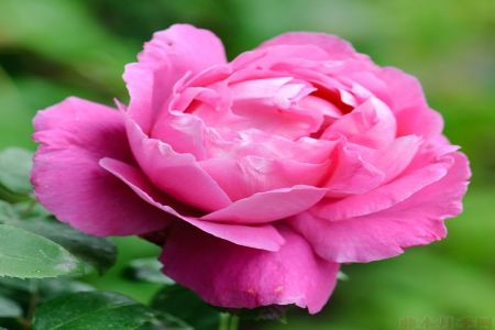 月季黑斑、紅蜘蛛、白粉病的每月養(yǎng)護防治技巧