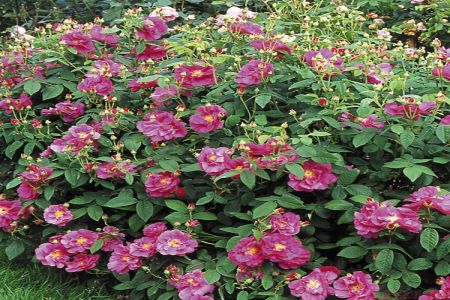 玫瑰、月季、薔薇的復(fù)花性有什么不同？