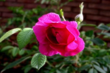 玫瑰花與月季花怎么鑒別？注意3個(gè)方面就行~