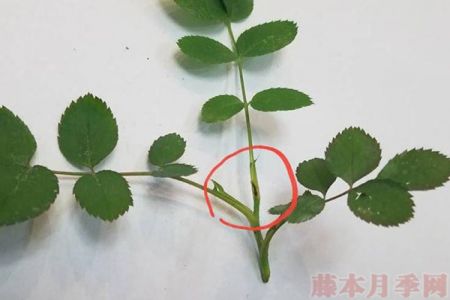 怎么去分辨月季的盲枝？
