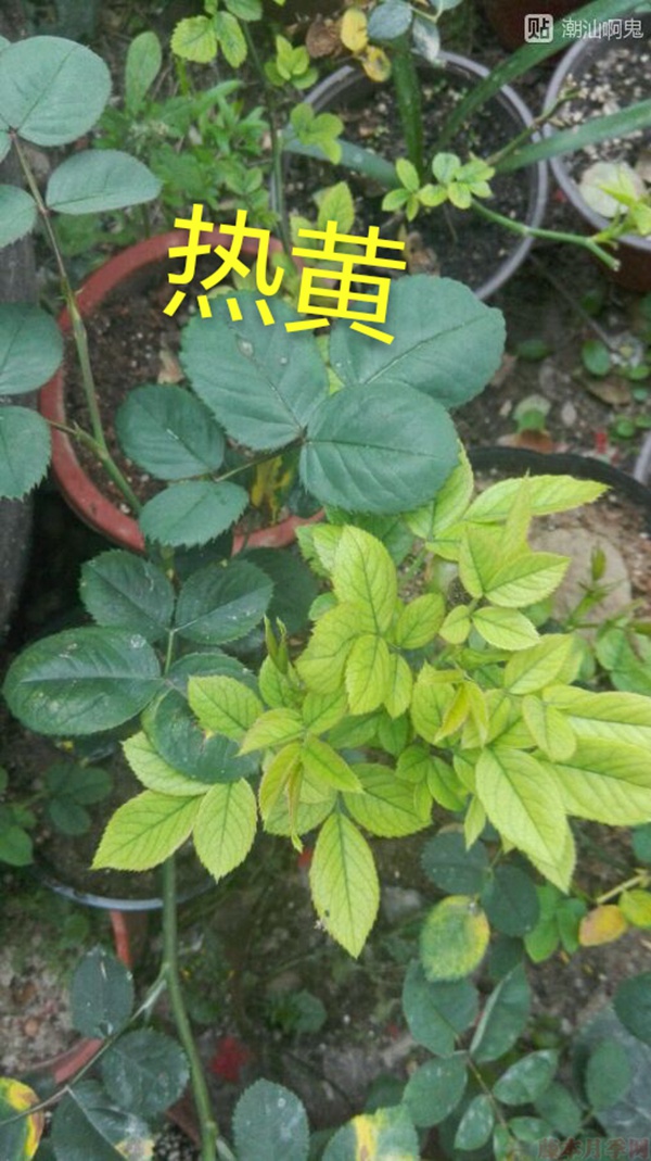 月季夏季黃葉有哪些原因？對應(yīng)處理方法