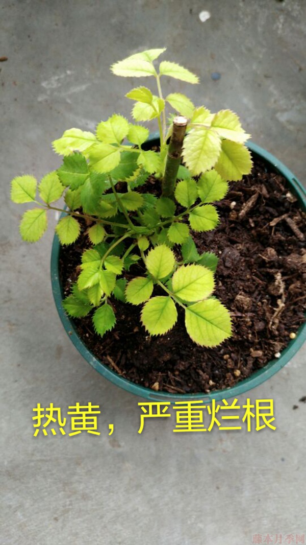 月季夏季黃葉有哪些原因？對應(yīng)處理方法