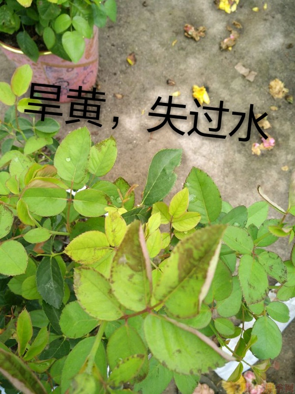 月季夏季黃葉有哪些原因？對應(yīng)處理方法