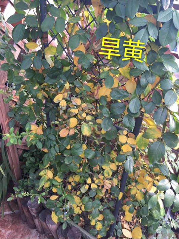 月季夏季黃葉有哪些原因？對應(yīng)處理方法
