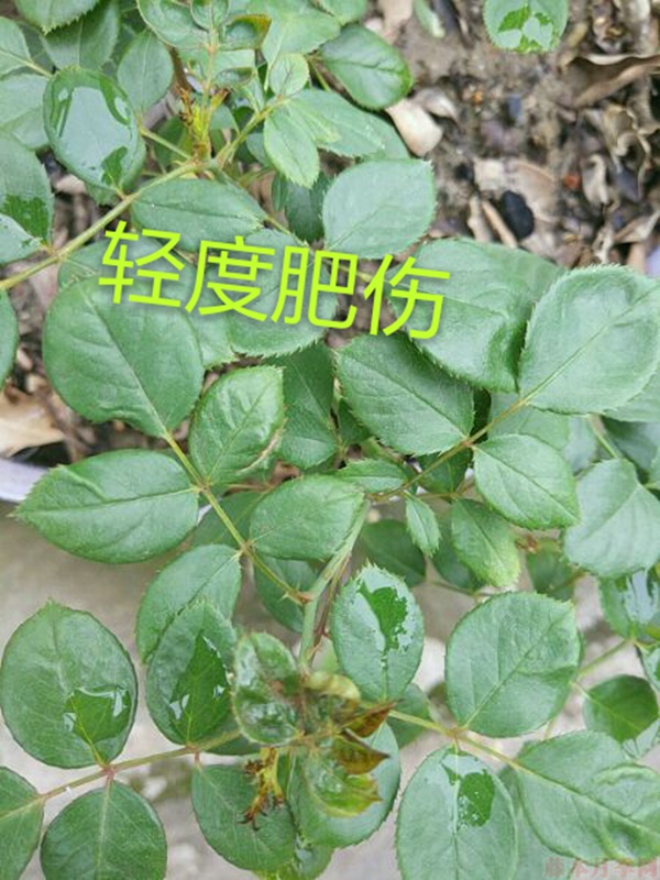 月季夏季黃葉有哪些原因？對應(yīng)處理方法