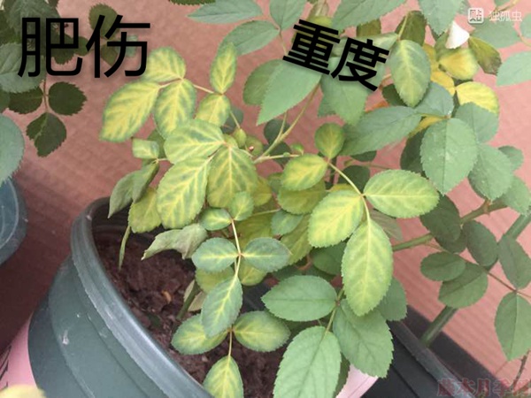 月季夏季黃葉有哪些原因？對應(yīng)處理方法