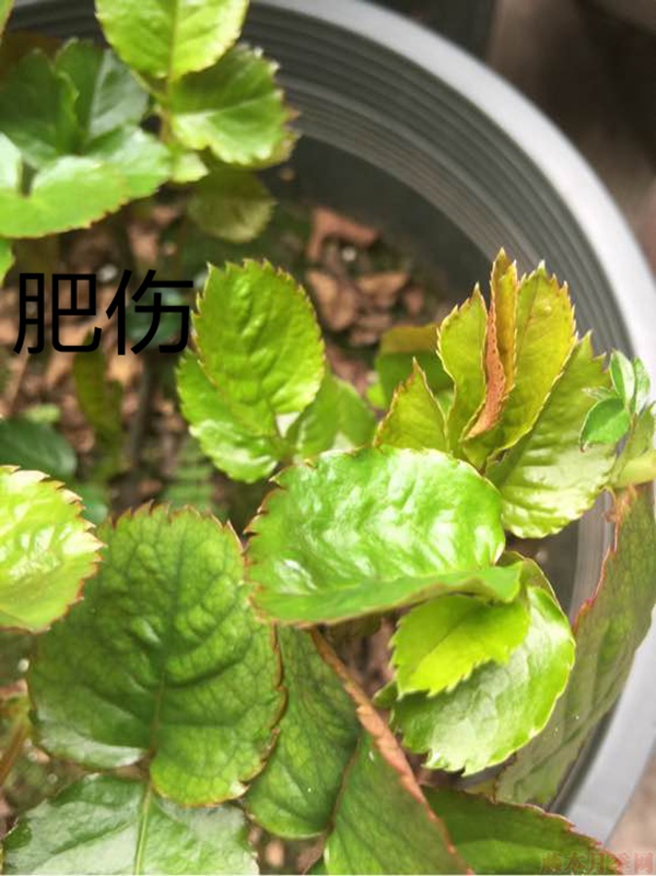 月季夏季黃葉有哪些原因？對應(yīng)處理方法