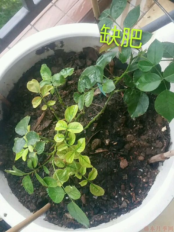 月季夏季黃葉有哪些原因？對應(yīng)處理方法
