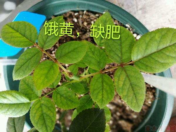 月季夏季黃葉有哪些原因？對應(yīng)處理方法