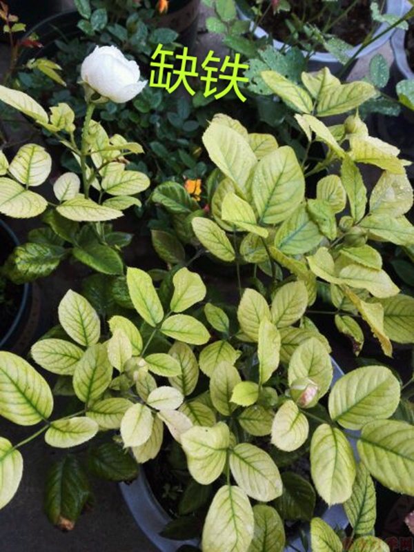 月季夏季黃葉有哪些原因？對應(yīng)處理方法