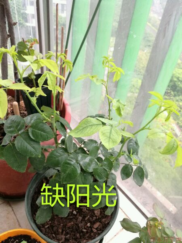 月季夏季黃葉有哪些原因？對應(yīng)處理方法