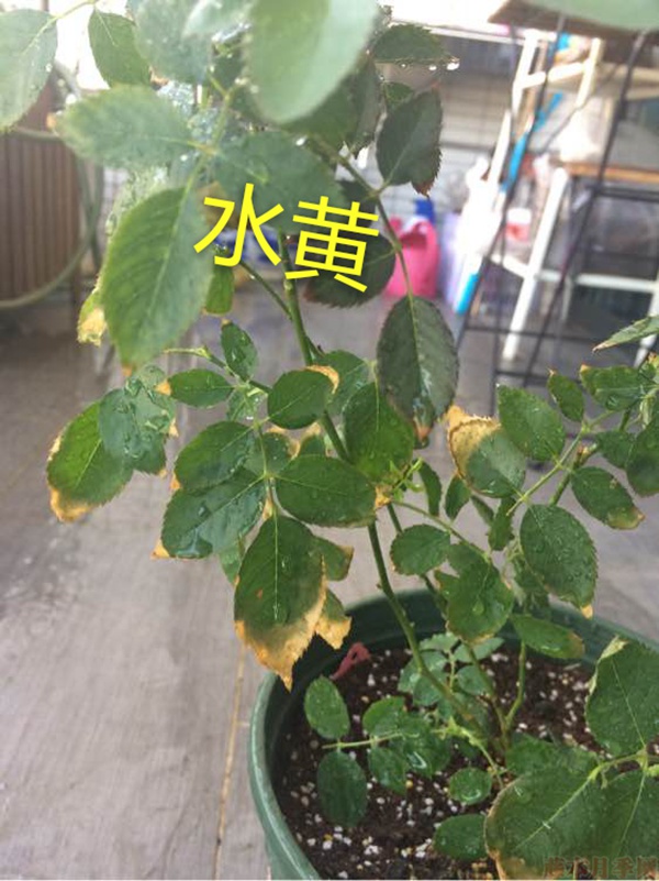 月季夏季黃葉有哪些原因？對應(yīng)處理方法