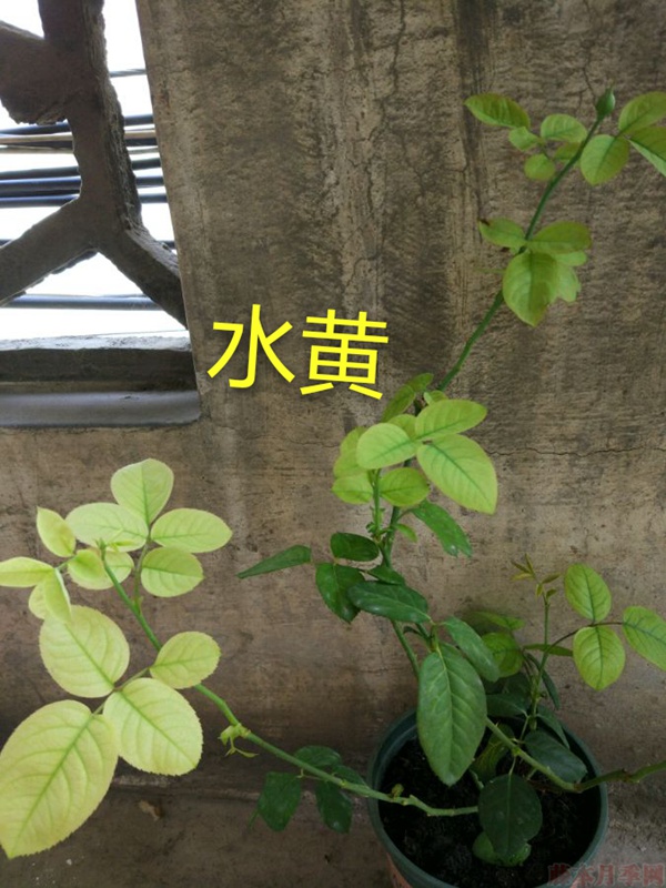 月季夏季黃葉有哪些原因？對應(yīng)處理方法