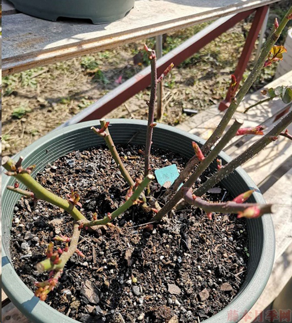 月季怎樣抹芽？這幾類芽一定要抹掉！