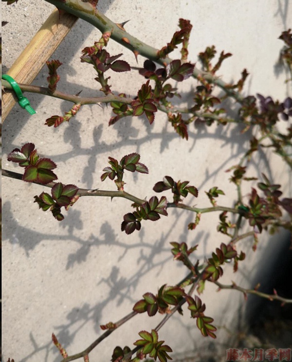 月季怎樣抹芽？這幾類芽一定要抹掉！