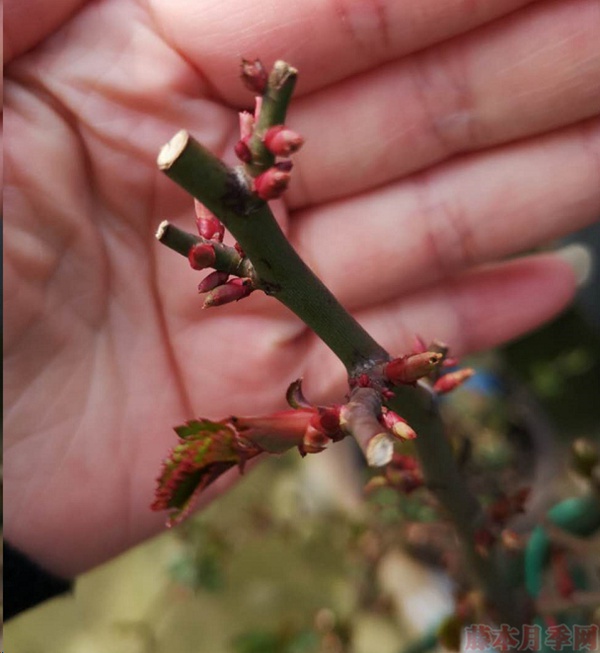 月季怎樣抹芽？這幾類芽一定要抹掉！