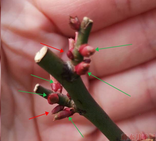 月季怎樣抹芽？這幾類芽一定要抹掉！