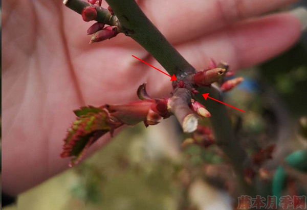 月季怎樣抹芽？這幾類芽一定要抹掉！
