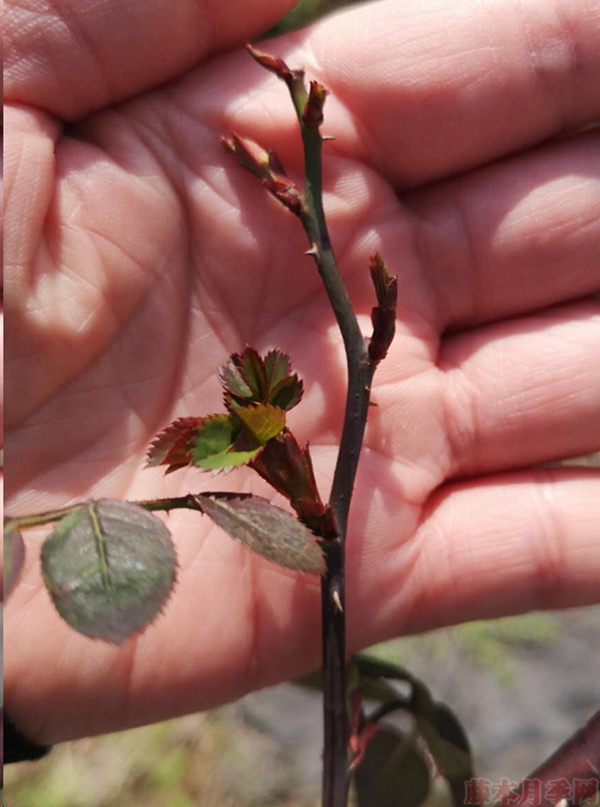 月季怎樣抹芽？這幾類芽一定要抹掉！