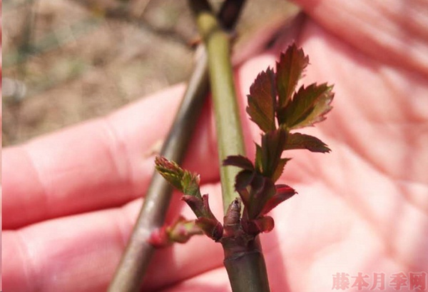月季怎樣抹芽？這幾類芽一定要抹掉！